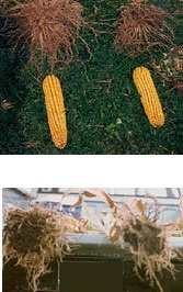 Examples of what X-L Seed Treatment can do.